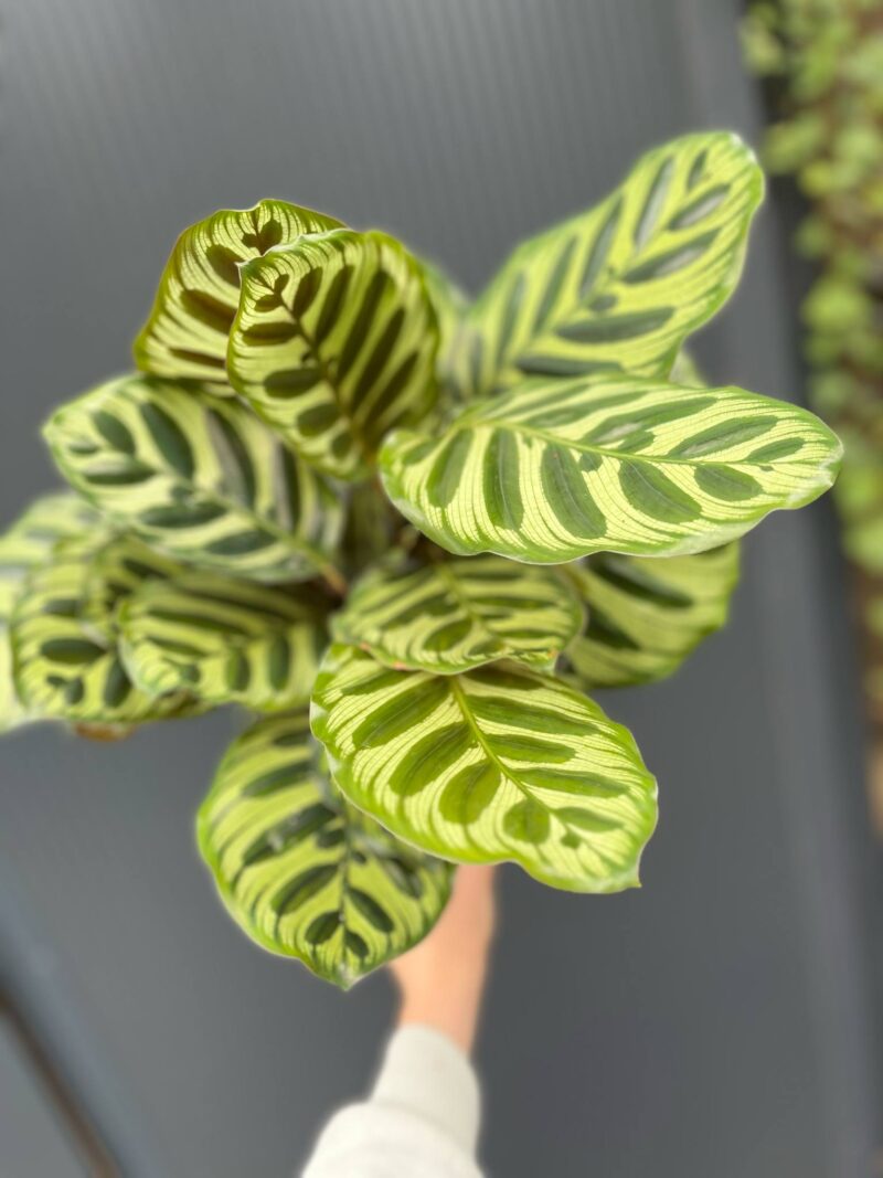 Calathea makoyana