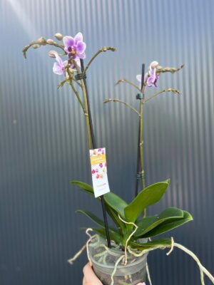 Phalaenopsis Equestris | storczyk