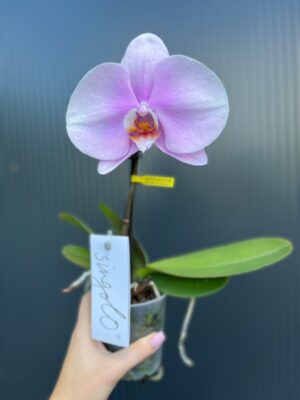 Phalaenopsis Rose Big Singolo Mino