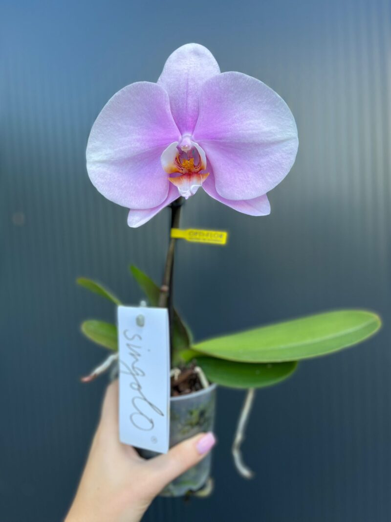 Phalaenopsis Rose Big Singolo Mino