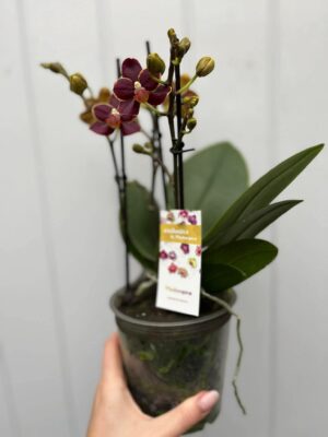 Phalaenopsis Sunrise Red Peoker ‘Esmee’ I Storczyk