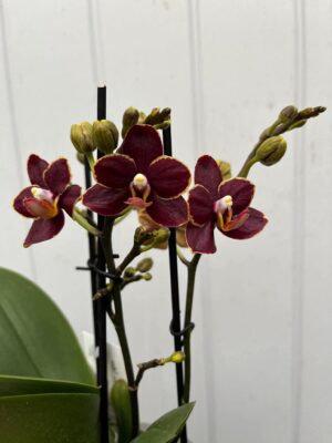 Phalaenopsis Sunrise Red Peoker ‘Esmee’ I Storczyk