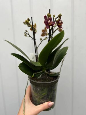 Phalaenopsis Sunrise Red Peoker ‘Esmee’ I Storczyk