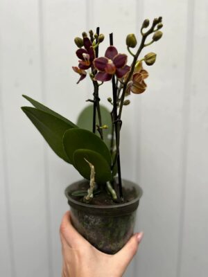 Phalaenopsis Sunrise Red Peoker ‘Esmee’ I Storczyk