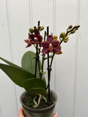 Phalaenopsis Sunrise Red Peoker ‘Esmee’ I Storczyk