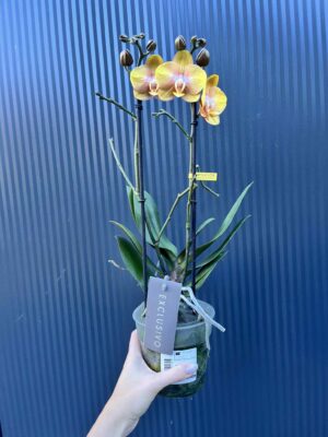 Phalaenopsis Las Vegas Gold | Storczyk