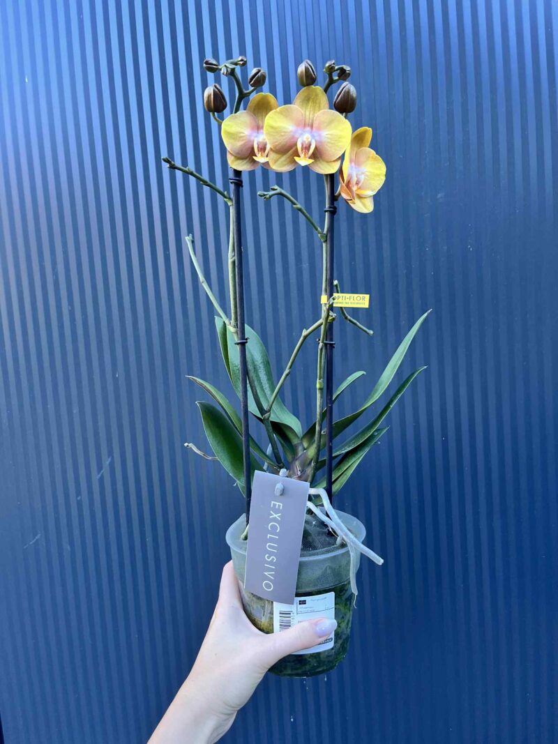 Phalaenopsis Las Vegas Gold | Storczyk