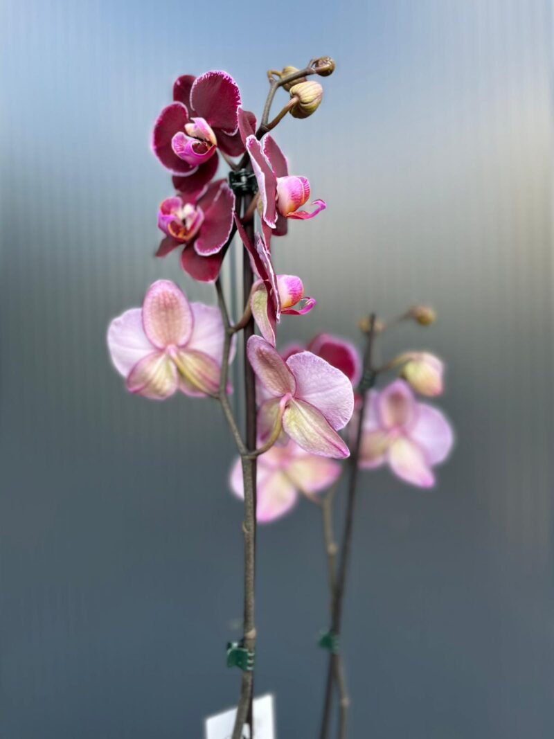 Phalaenopsis Elegant Debora | Storczyk