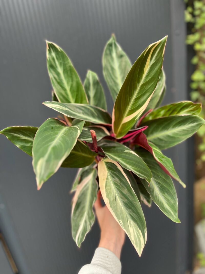 Stromanthe Sanguinea Triostar