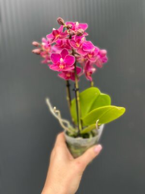 Phalaenopsis ‘Aromio Fruity’ | Storczyk Pachnący