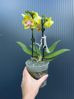 Phalaenopsis Yaphon Yellow Green Batman | Storczyk