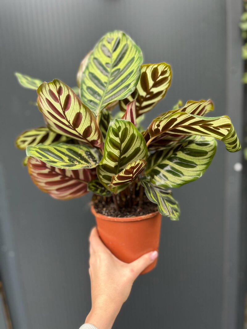 Calathea makoyana
