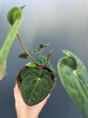 Anthurium Dark Phoenix