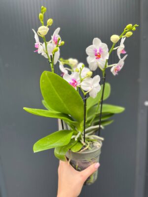Phalaenopsis ‘Boquetto Passione’