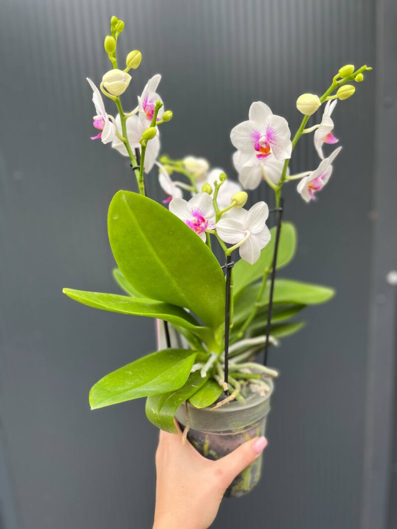 Phalaenopsis ‘Boquetto Passione’