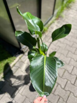 Strelitzia nicolai | Strelicja