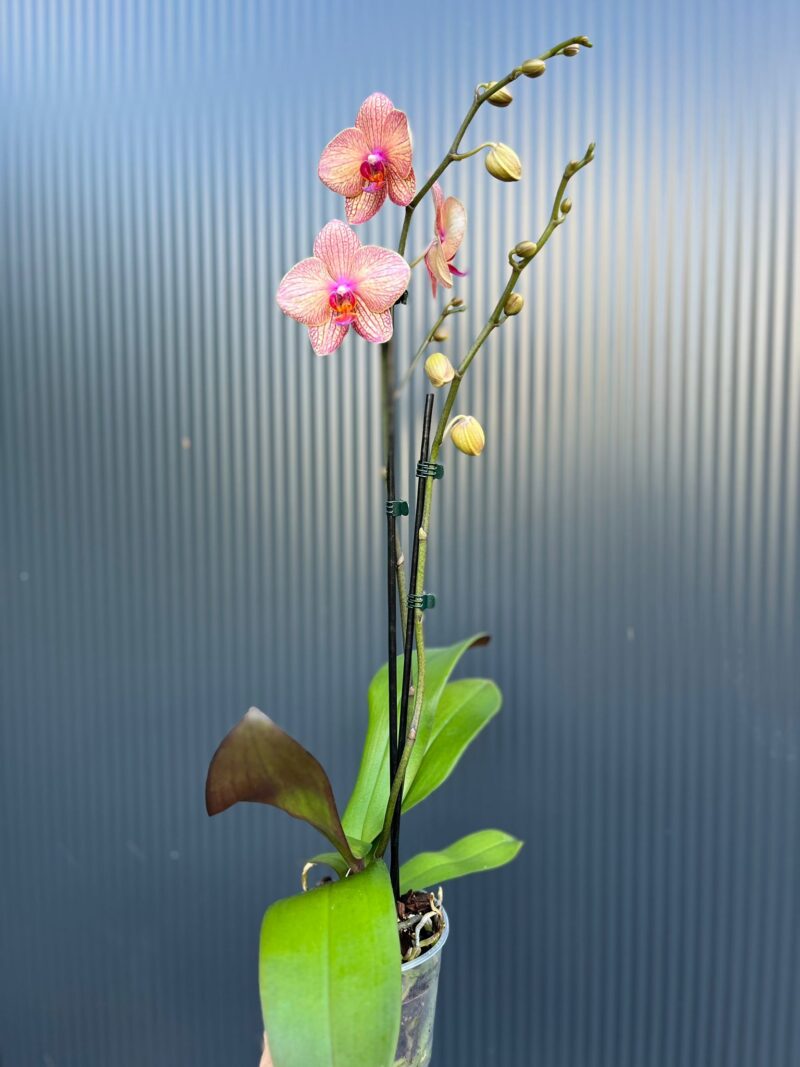 🌸 Phalaenopsis “Spring Mood” | Storczyk