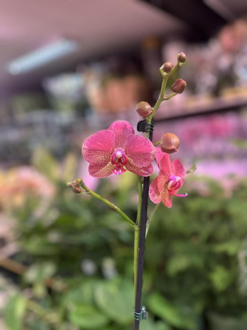 Phalaenopsis ‘Raoul’ I Storczyk