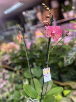 Phalaenopsis ‘Raoul’ I Storczyk