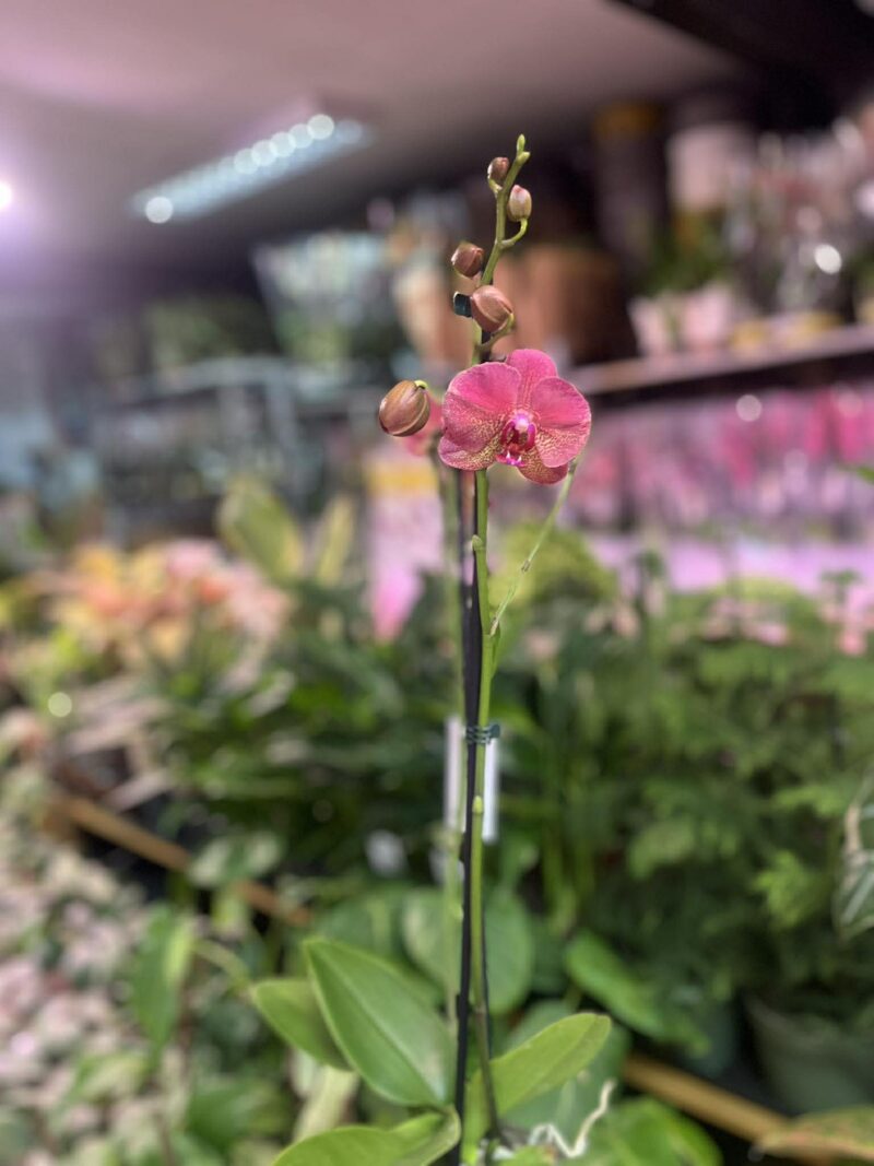 Phalaenopsis ‘Raoul’ I Storczyk