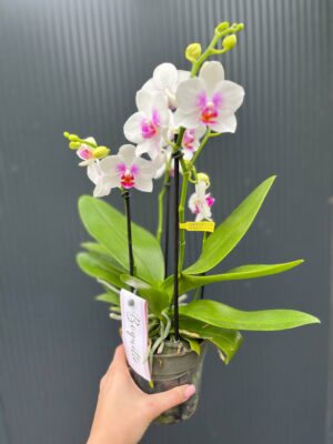 Phalaenopsis ‘Boquetto Passione’