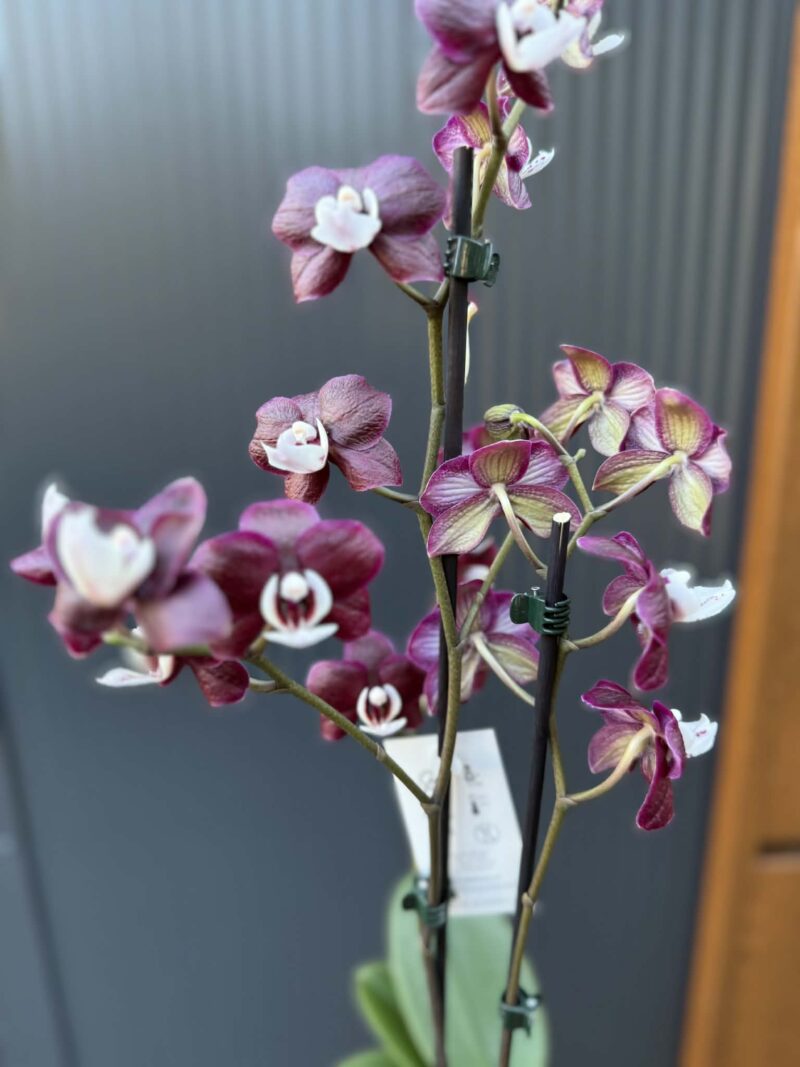 Phalaenopsis ‘Black Widow’ I Storczyk