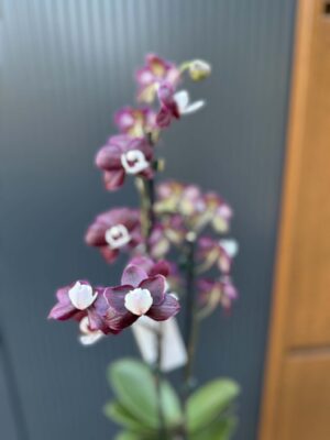 Phalaenopsis ‘Black Widow’ I Storczyk