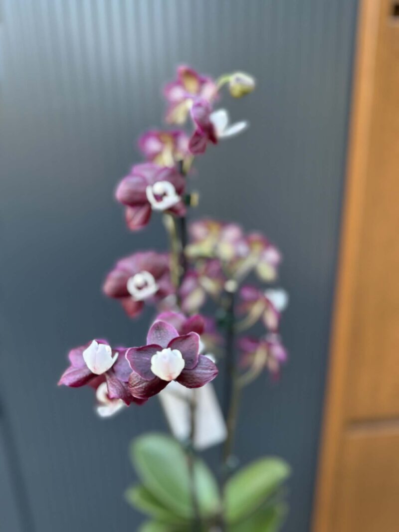 Phalaenopsis ‘Black Widow’ I Storczyk