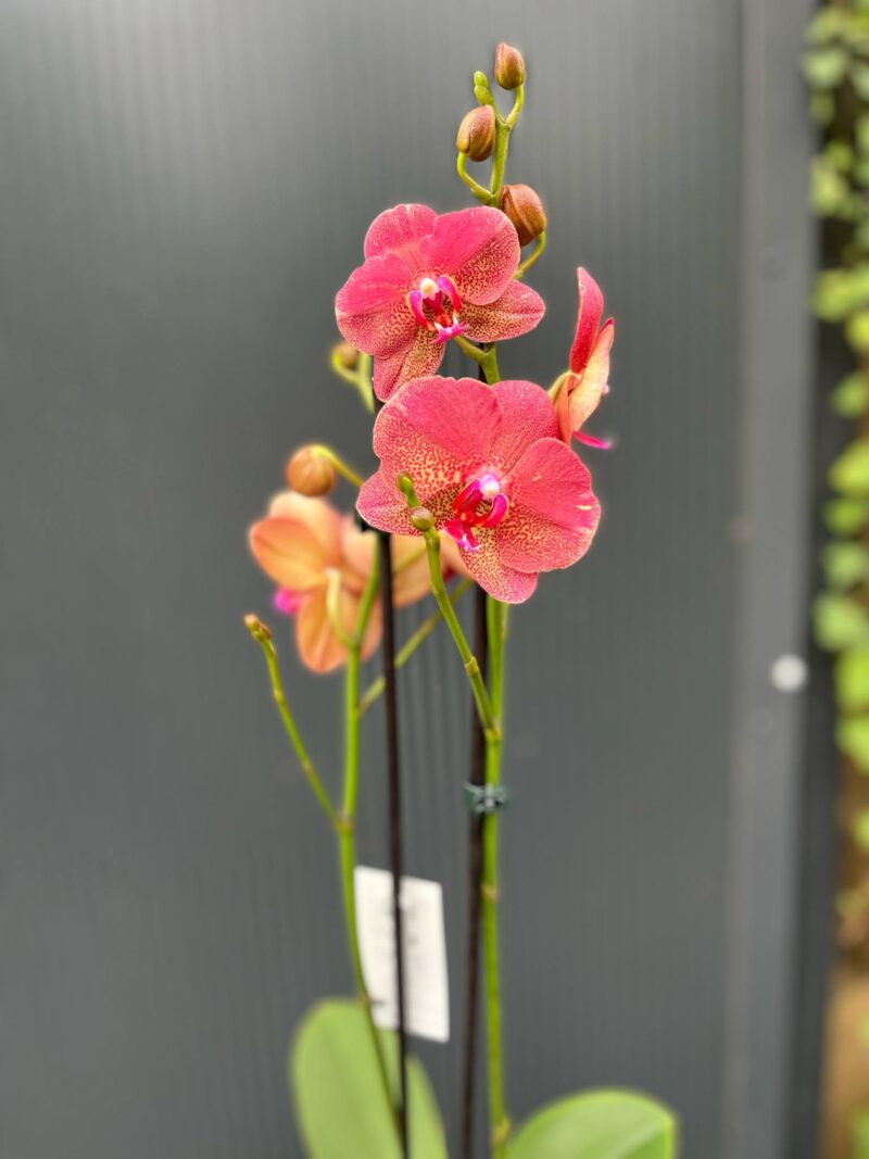 Phalaenopsis ‘Raoul’ I Storczyk