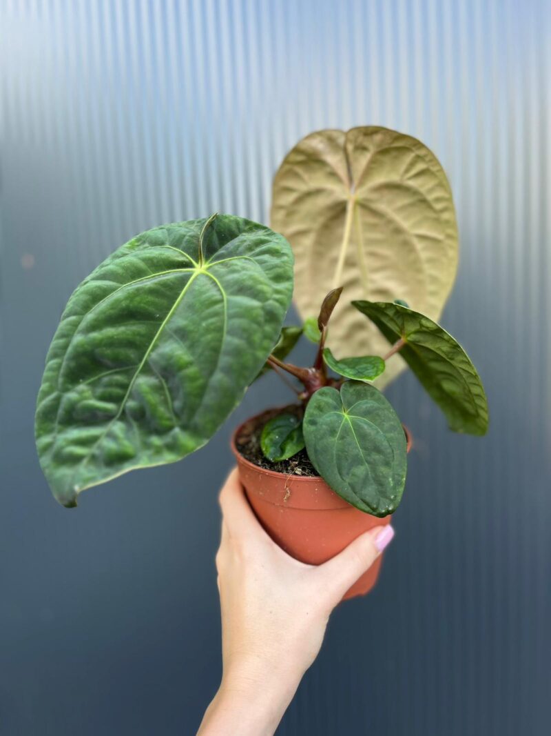 Anthurium Dark Phoenix