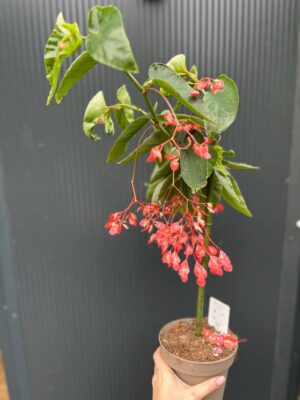 Begonia Tamaya