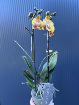 Phalaenopsis Las Vegas Gold | Storczyk