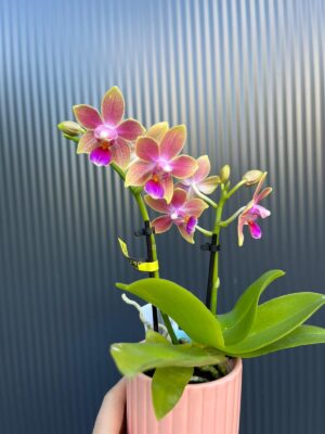 Phalaenopsis Aromio Spring | Storczyk pachnący