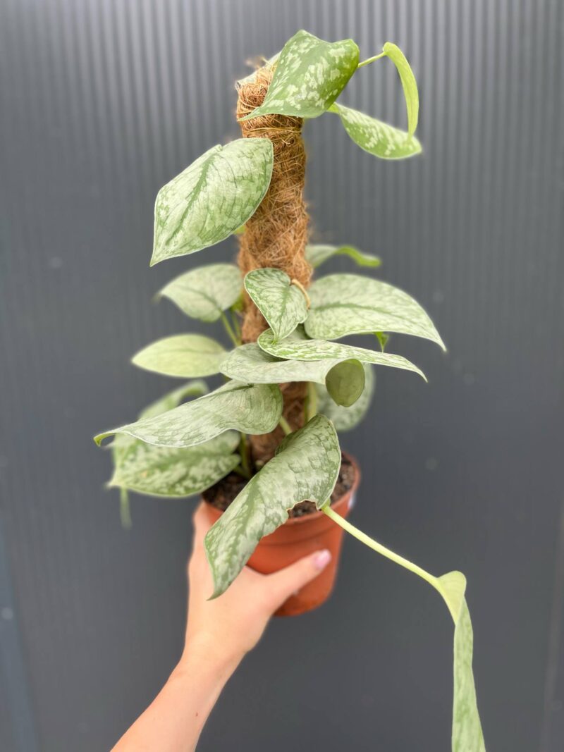 Scindapsus Silver Splash