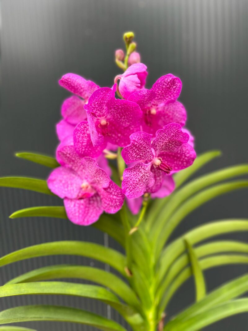 Vanda | Wanda storczyk | mix kolorów