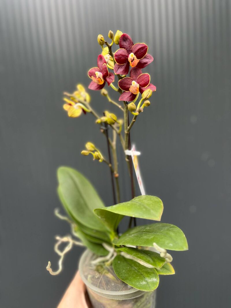 Phalaenopsis Sunrise Red Peoker ‘Esmee’ I Storczyk
