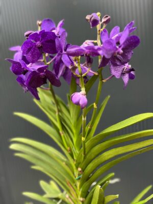 Vanda | Wanda storczyk | mix kolorów