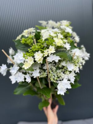 Hortensja Ogrodowa | Hydrangea macrophylla white hybrid