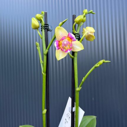 Phalaenopsis I-Hsin Venus ‘Peloric’ | Storczyk