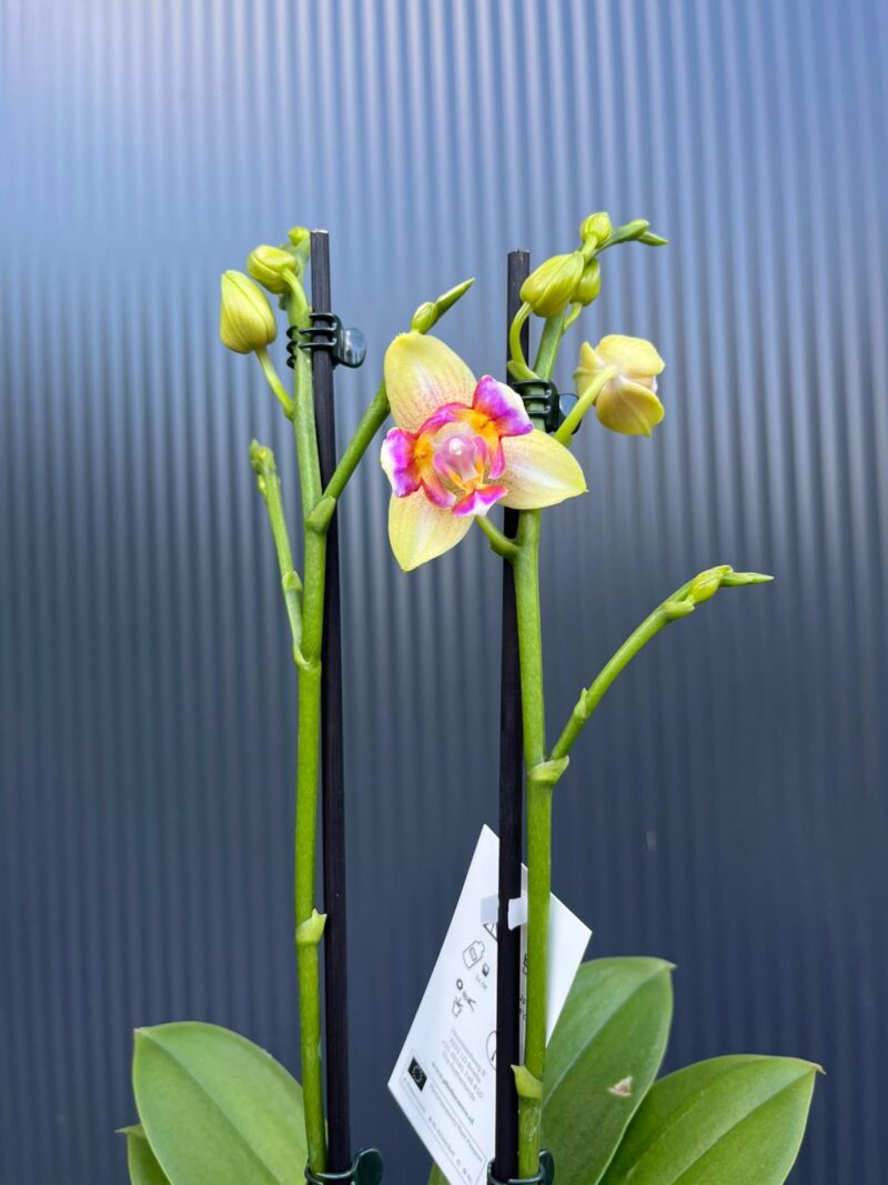 Phalaenopsis I-Hsin Venus ‘Peloric’ | Storczyk