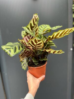 Calathea makoyana