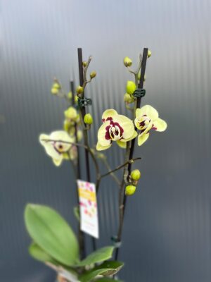 phalaenopsis deep secret | Storczyk