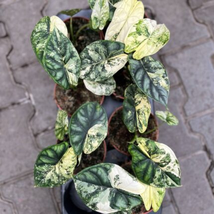Alocasia Dragon Scale Variegata