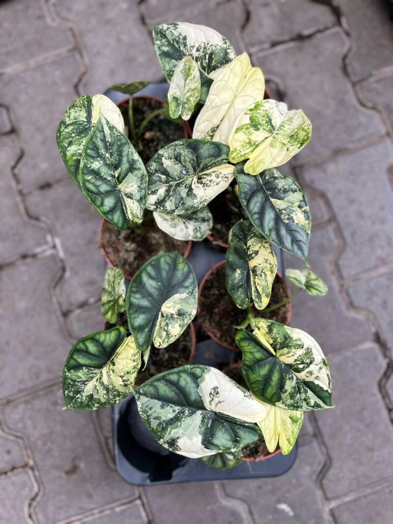 Alocasia Dragon Scale Variegata