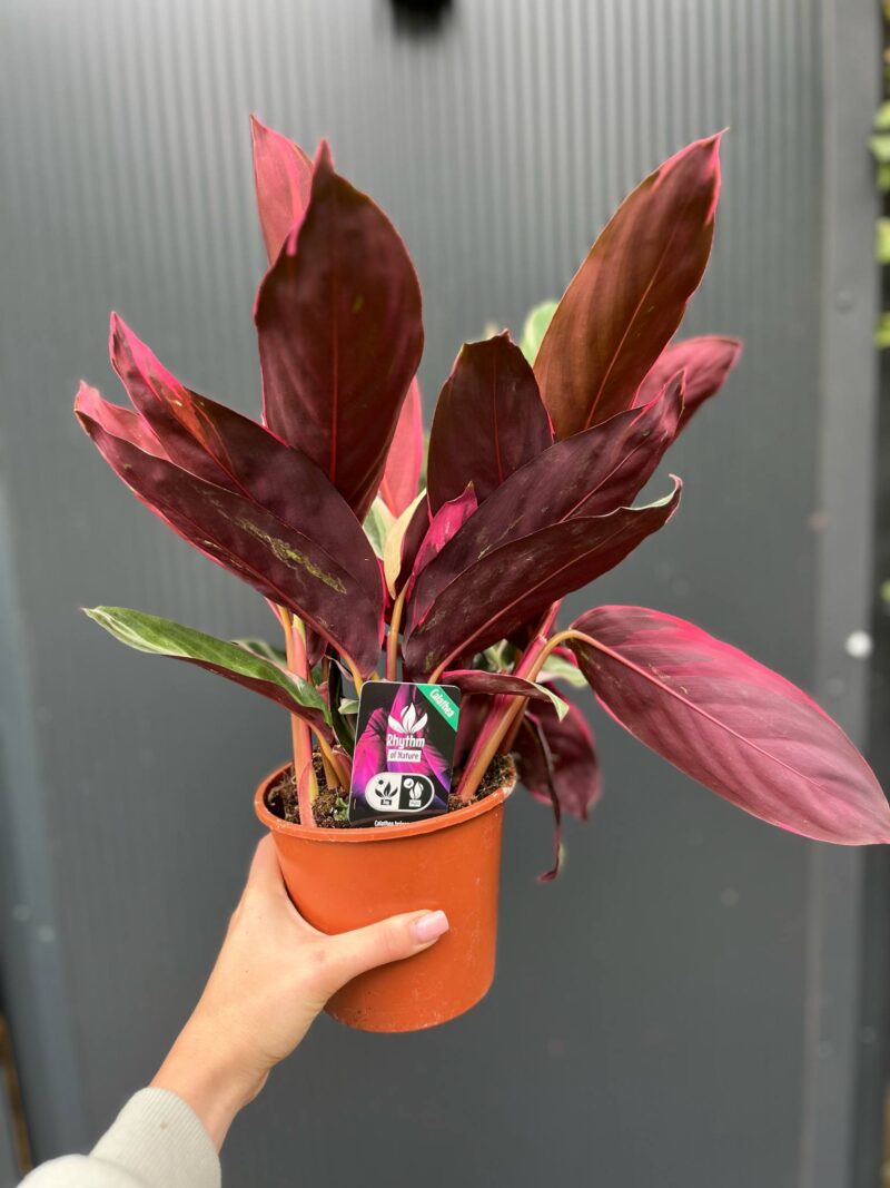 Stromanthe Sanguinea Triostar