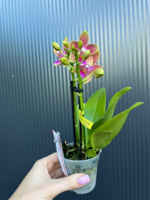 Phalaenopsis Aromio Spring | Storczyk pachnący