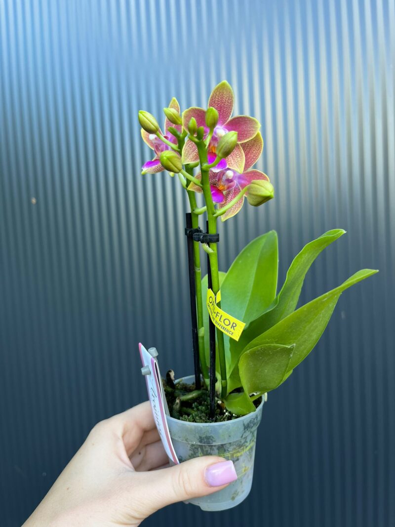 Phalaenopsis Aromio Spring | Storczyk pachnący