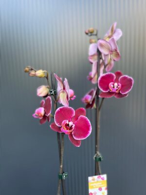 Phalaenopsis Elegant Debora | Storczyk