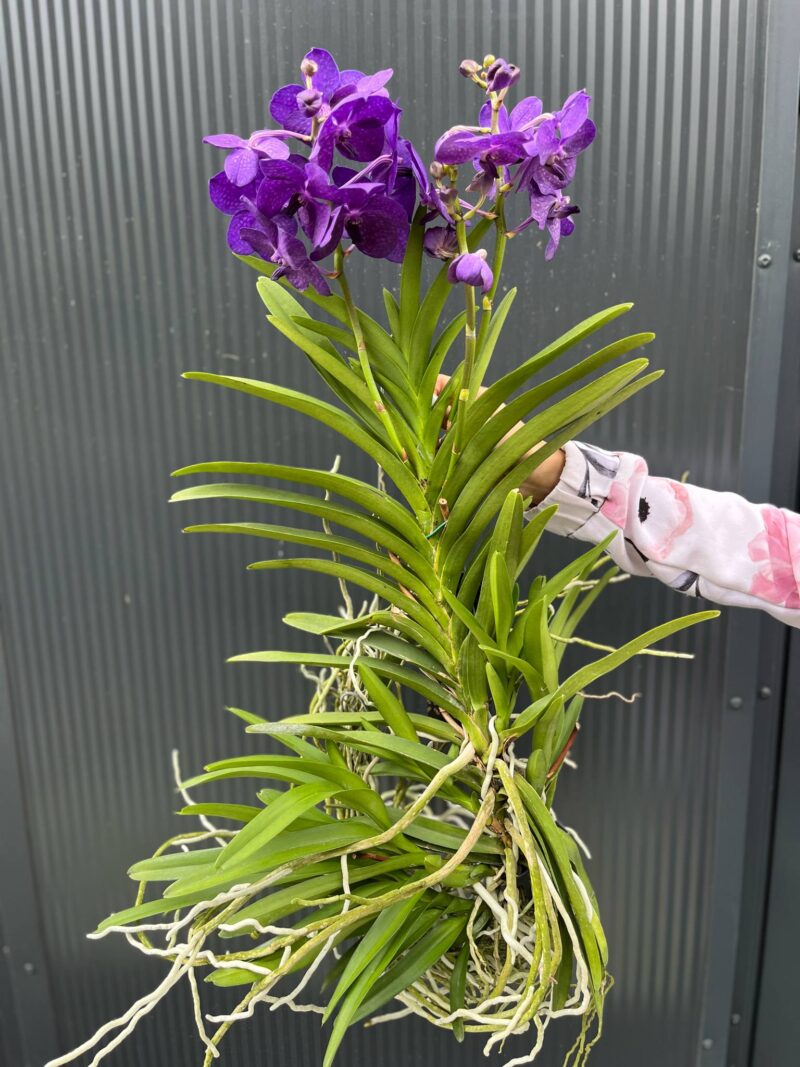 Vanda | Wanda storczyk | mix kolorów