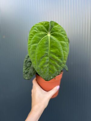 Anthurium Dark Phoenix